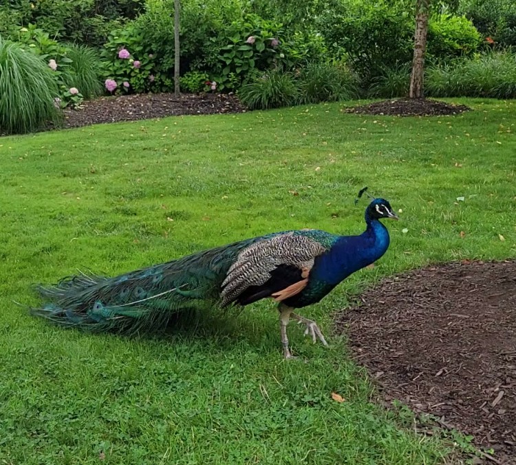 peacock-photo